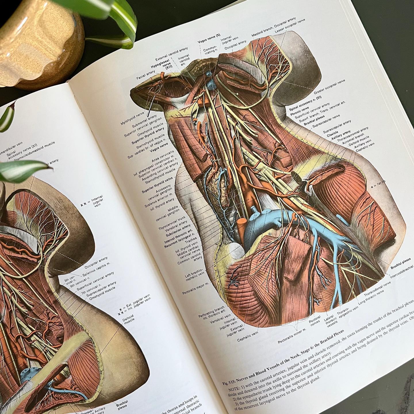 "Anatomy: A Regional Atlas of the Human Body" hardcover book (1984) - No Kill Vintage