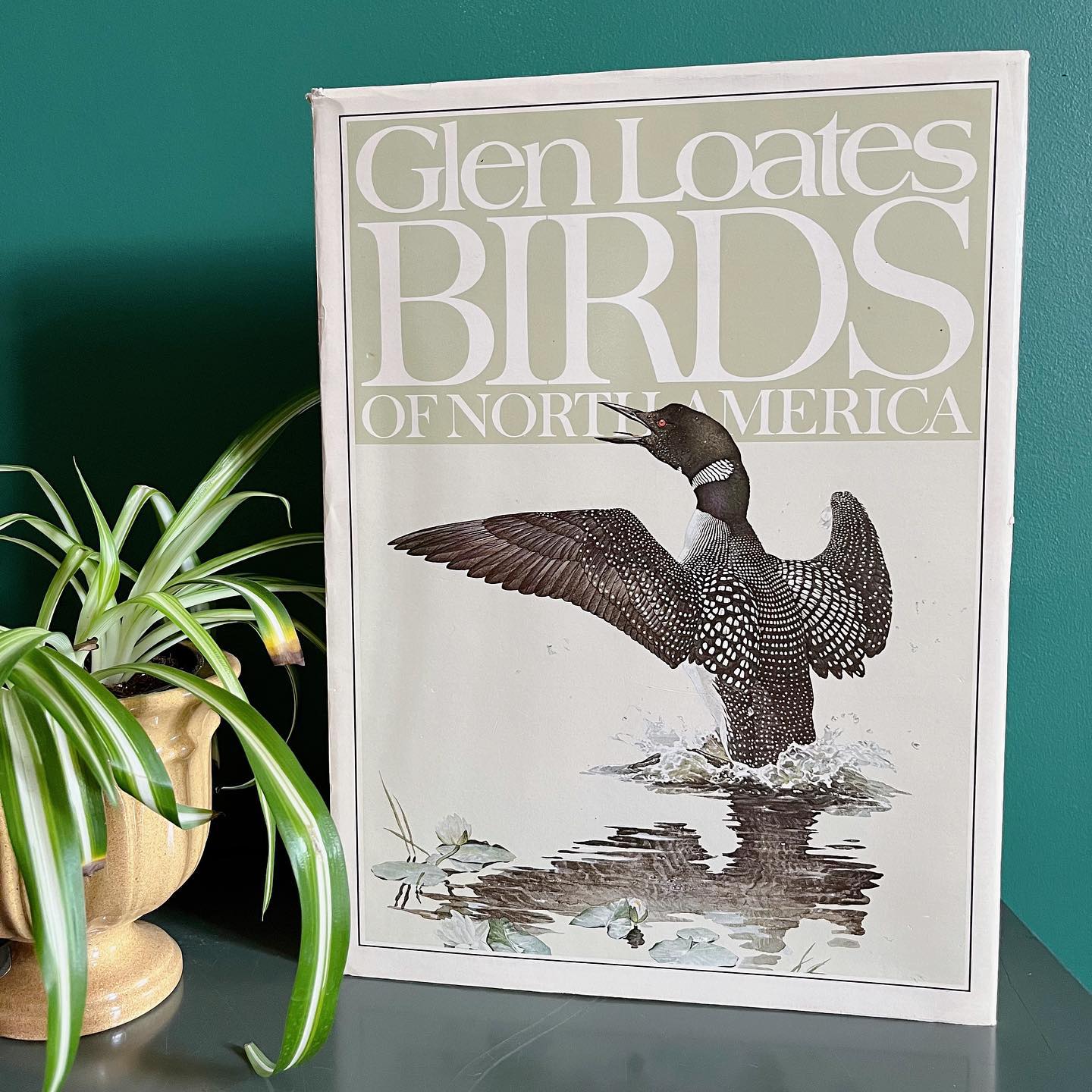 "Glen Loates Birds of North America" hardcover book (1979) - No Kill Vintage